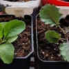 Rocket and kale – the most nutritious combination