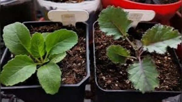 Rocket and kale – the most nutritious combination