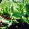 Spinach – the fastest growing plants