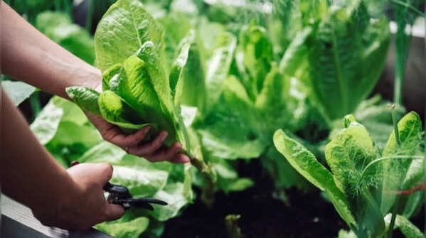 Spinach – the fastest growing plants