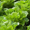 Lettuce – the best type of "cut-and-come-again" plants