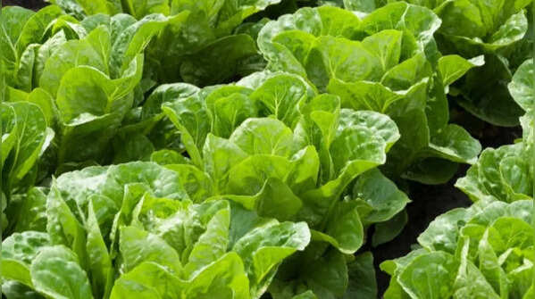 Lettuce – the best type of "cut-and-come-again" plants