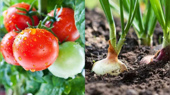 Grow an entire salad bowl on your balcony: 8 plants that keep producing for months