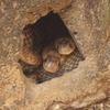 What a snake hole actually looks like