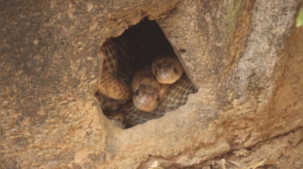 What a snake hole actually looks like
