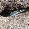Sign 3: Snake droppings nearby
