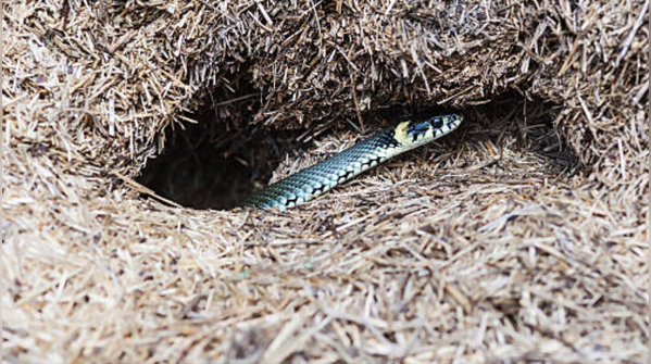 Sign 3: Snake droppings nearby