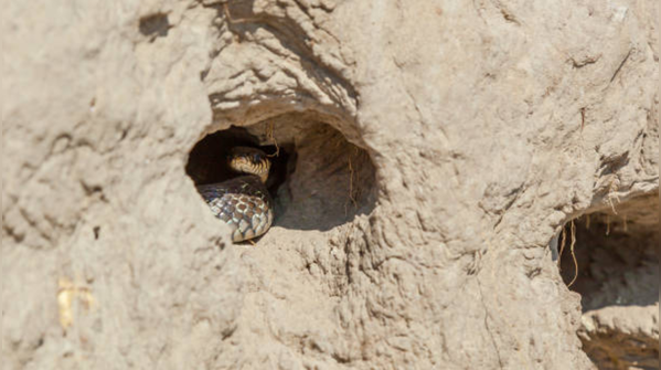 Sign 1: Shed snakeskin near the entrance