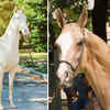 Article image for: 5 of the most beautiful horse breeds