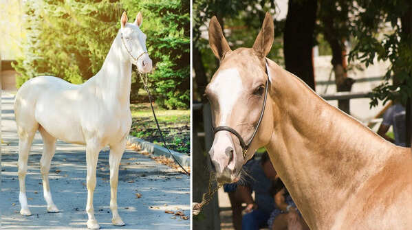 5 of the most beautiful horse breeds