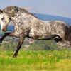 Andalusian