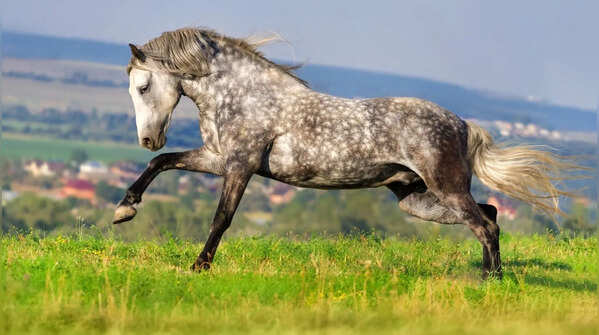 Andalusian