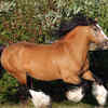 Gypsy Vanner
