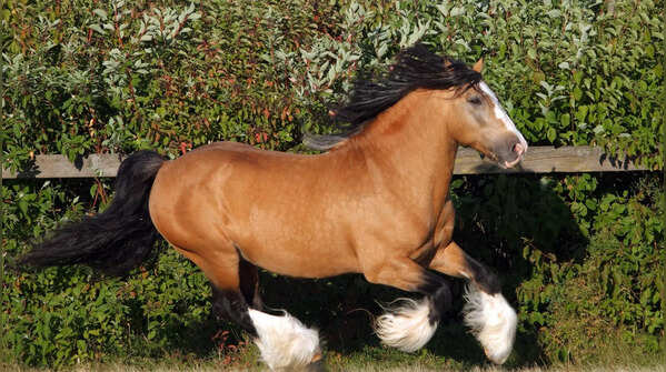 Gypsy Vanner