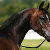 Arabian horse