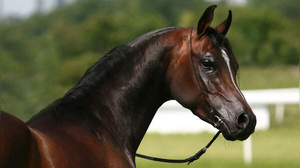 Arabian horse
