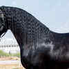 Friesian
