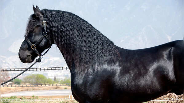 Friesian