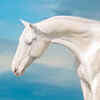 Akhal-Teke