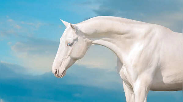 Akhal-Teke