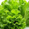 Lettuce