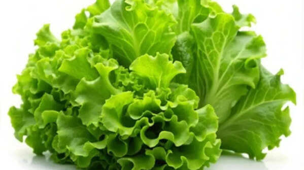 Lettuce