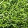 Coriander (Cilantro) Stems