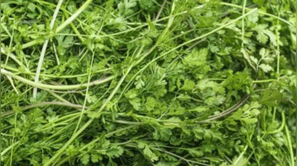 Coriander (Cilantro) Stems