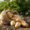 Potatoes