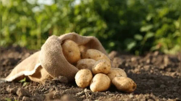 Potatoes