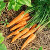 Carrot Tops