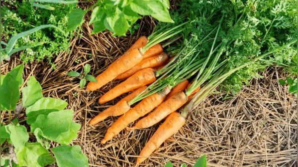 Carrot Tops