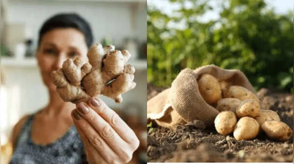 Your dustbin is hiding a garden: 10 everyday kitchen wastes that can regrow into fresh produce