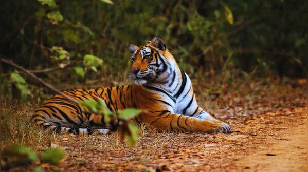Ranthambore National Park, Rajasthan