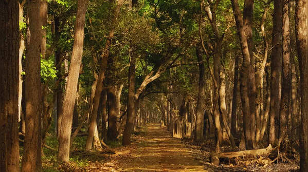 Dudhwa National Park, Uttar Pradesh