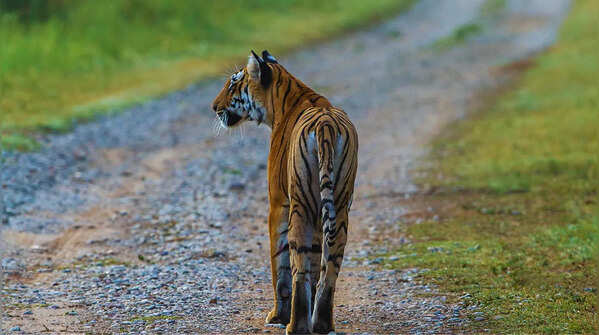 Jim Corbett National Park, Uttarakhand