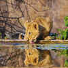 Gir National Park, Gujarat