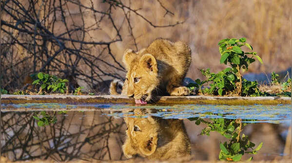 Gir National Park, Gujarat