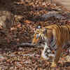 Pench National Park, Madhya Pradesh and Maharashtra