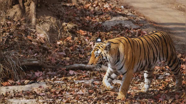 Pench National Park, Madhya Pradesh and Maharashtra