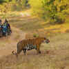 Tadoba-Andhari Tiger Reserve, Maharashtra