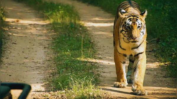 Kanha National Park, Madhya Pradesh