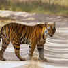 Bandhavgarh National Park, Madhya Pradesh