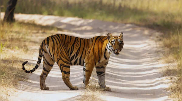 Bandhavgarh National Park, Madhya Pradesh