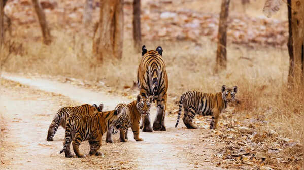 Last chance to spot tigers: These Indian national parks are closing for the monsoon season in June