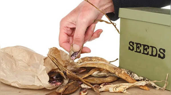 Check stored seeds from time to time