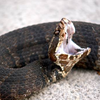 What to do if you find snake droppings