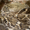 How snake droppings differ from bird or rodent droppings