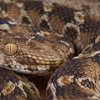 What snake droppings actually look like