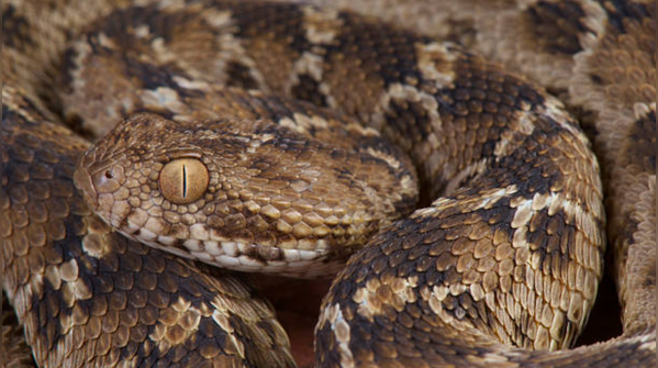 What snake droppings actually look like